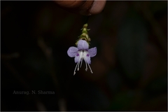 Strobilanthes ciliatus